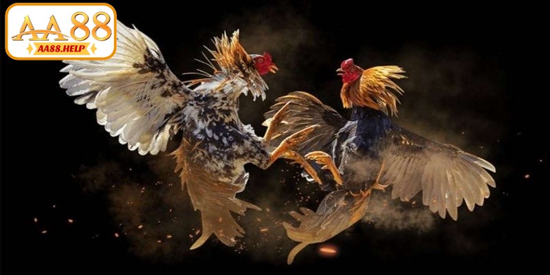 Các hình thức đá gà đáng chú ý hiện nay