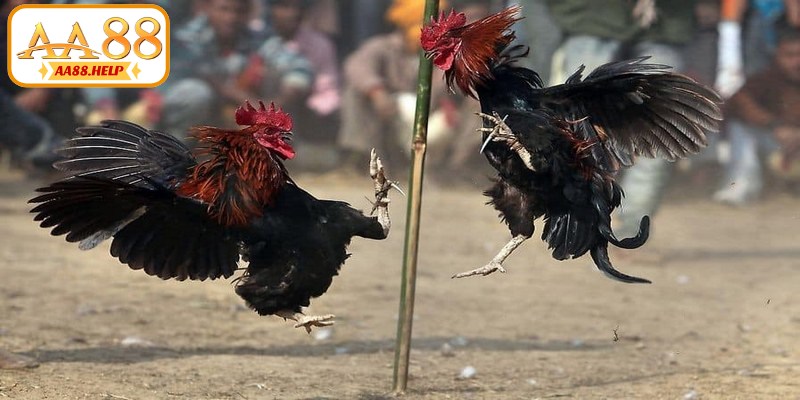 Trận đấu hấp dẫn, quy tụ nhiều chiến kê chất lượng cao