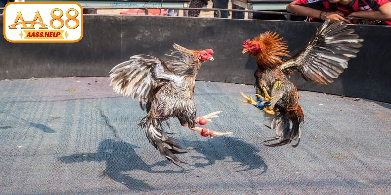 Ghi nhớ lưu ý quan trọng khi tham gia đấu gà Thomo